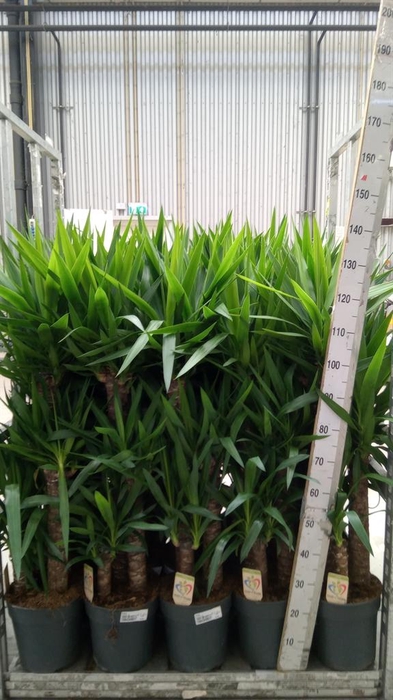 <h4>Yucca   ...</h4>