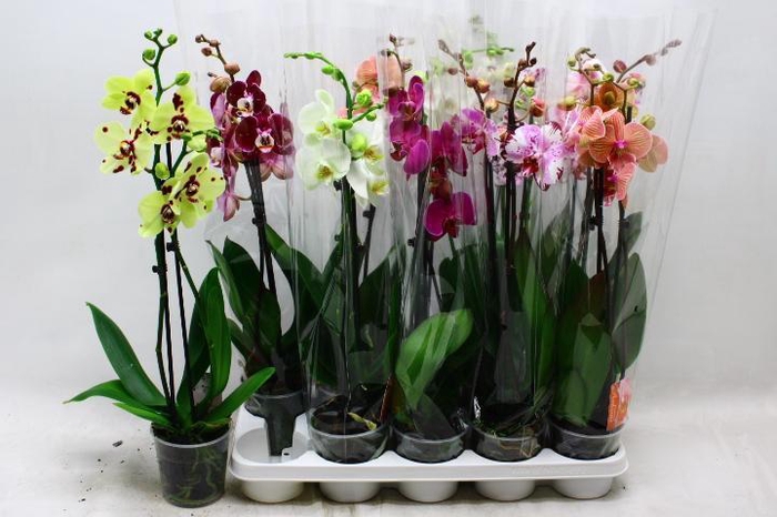 <h4>PHAL GEM 7 KL</h4>