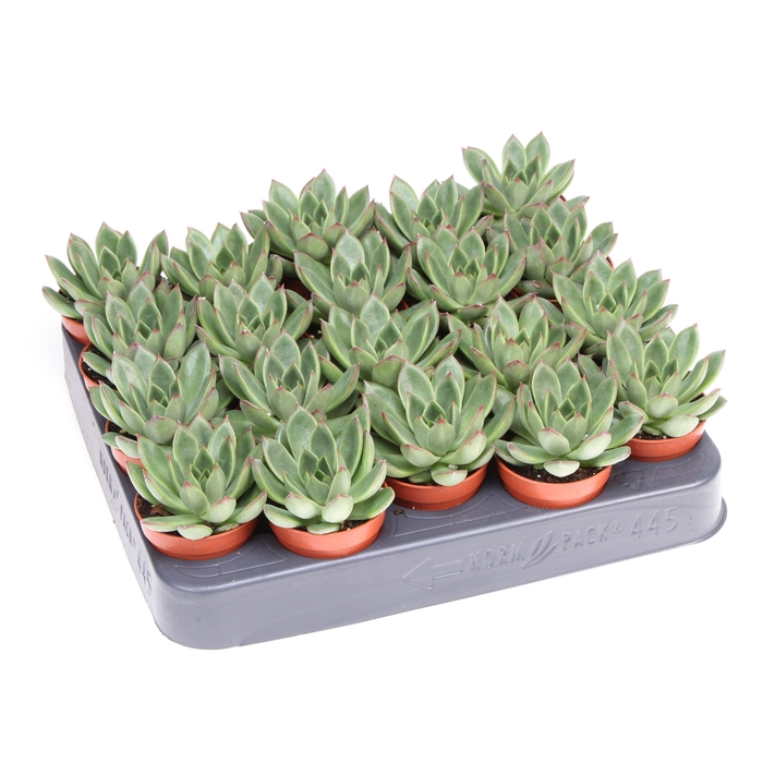 <h4>Echeveria costarii</h4>