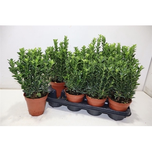 Euonymus Ja Gr Spire