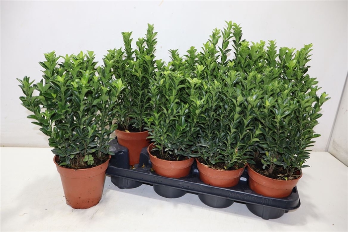 <h4>Euonymus Ja Gr Spire</h4>