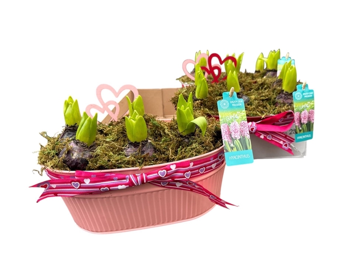 <h4>ARR HYACINTH</h4>