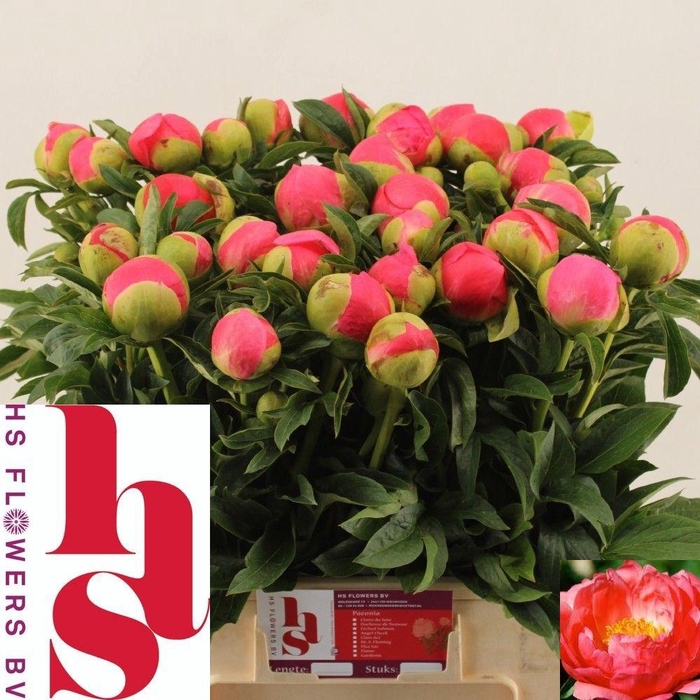 <h4>PAEO CORAL SUNSET</h4>