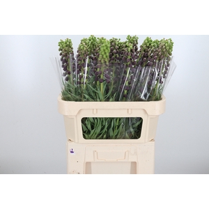 Frit Persica