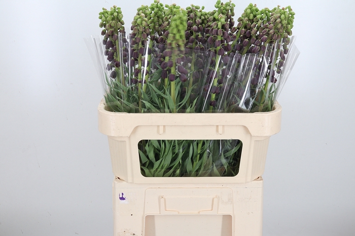 <h4>Frit Persica</h4>