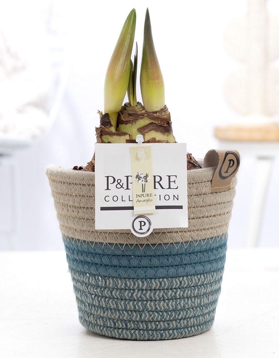 <h4>Hippeastrum white in P&PURE Fashionpot Valerie</h4>