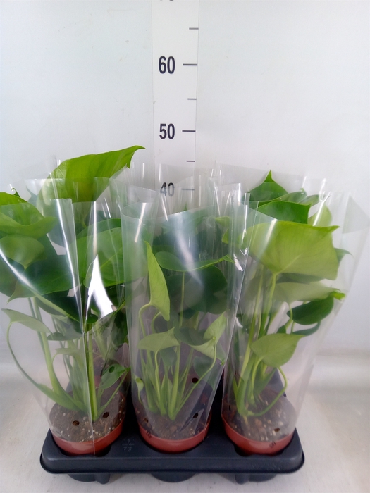 <h4>Monstera   ...</h4>