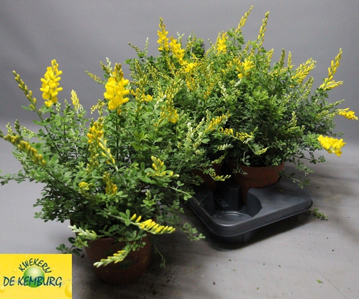 <h4>GENISTA X SP</h4>