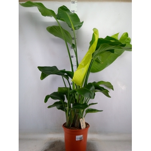 Strelitzia nicolai