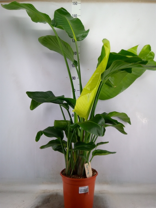 <h4>Strelitzia nicolai</h4>