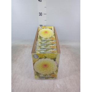 Dahlia   ...flowerbulbs