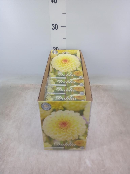 <h4>Dahlia   ...flowerbulbs</h4>