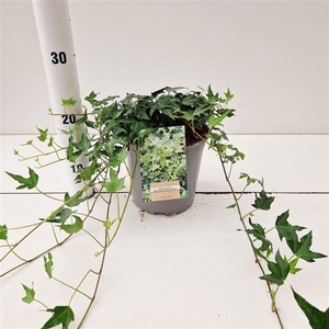 Hedera helix Miniature Needlepoint