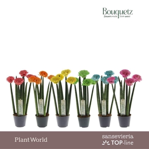 Sansevieria TOP-line Bouquetz Mix P8,5