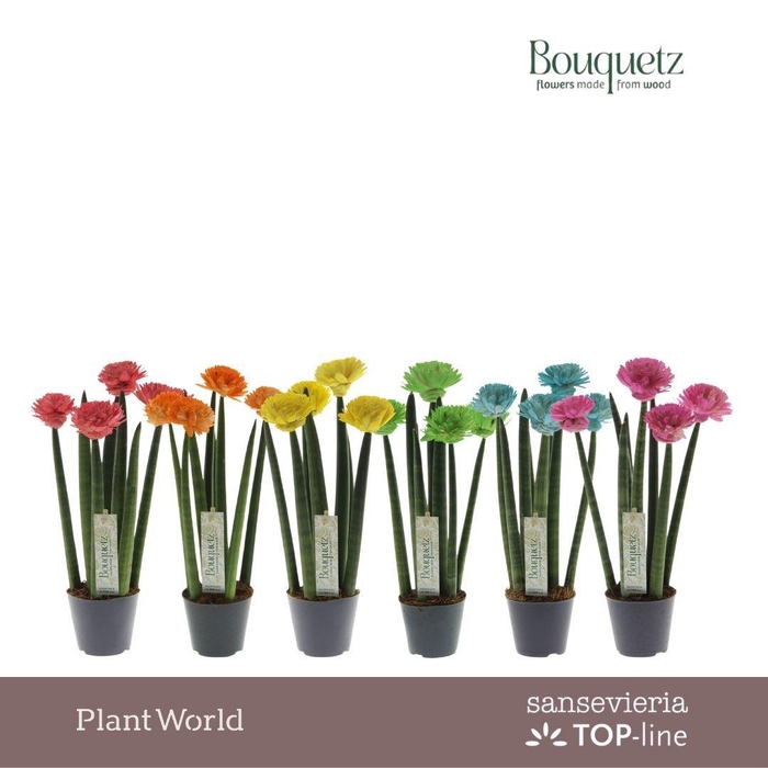 <h4>Sansevieria TOP-line Bouquetz Mix P8,5</h4>