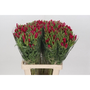 Clarkia Cherry