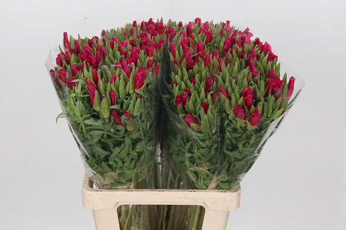 <h4>Clarkia Cherry</h4>