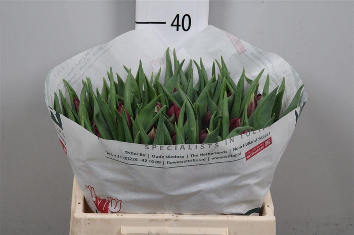 <h4>Tu Du Pontiac</h4>