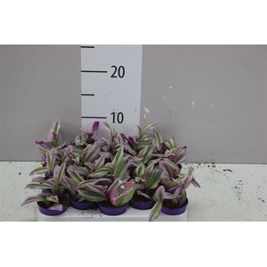 Tradescantia Albiflora 'nanouk'