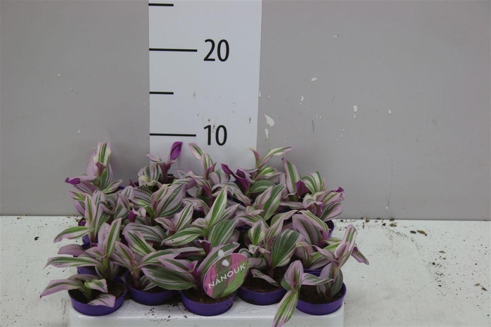 <h4>Tradescantia Albiflora 'nanouk'</h4>