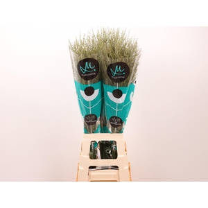 PANIC SKYGRASS