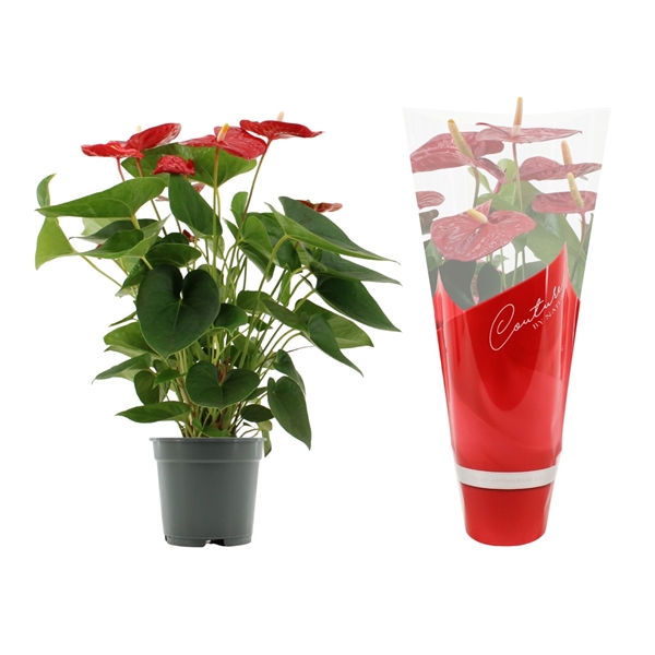 <h4>Anthurium Jambo Red in Couture sleeve</h4>