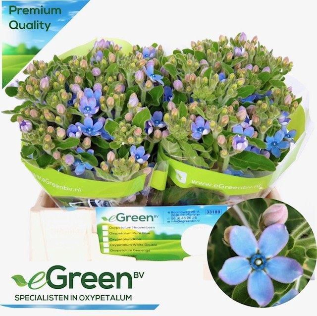 <h4>OXY CO TAN PURE BLU</h4>