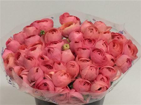 Ran Su Sr Grand Pastel Peach Super