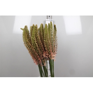 Eremurus Romance