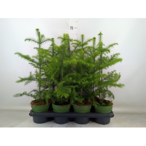 Araucaria heterophylla