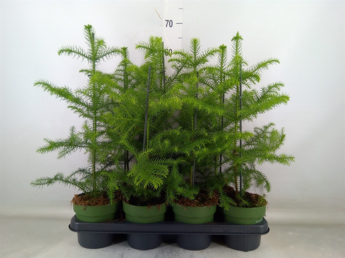 <h4>Araucaria heterophylla</h4>