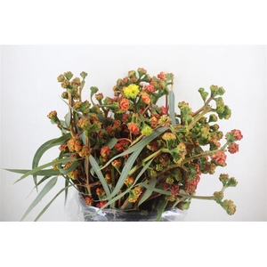 Euca Cardinale P Bunch