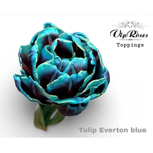 TU DU DOUBLE EVERTON BLUE