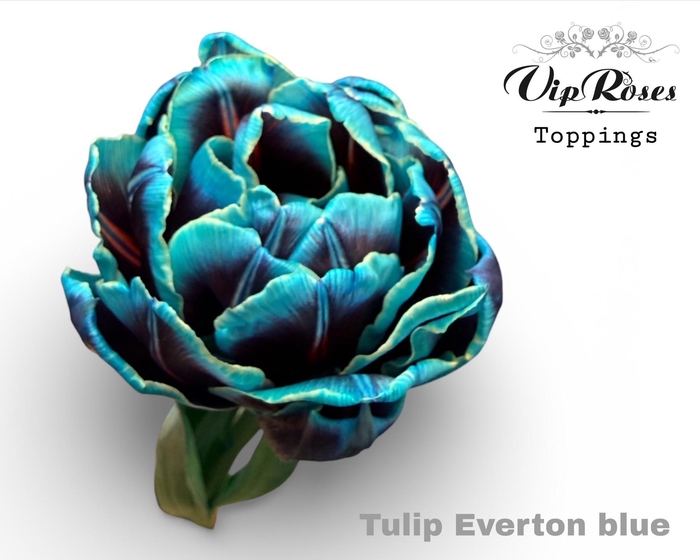 <h4>TU DU DOUBLE EVERTON BLUE</h4>