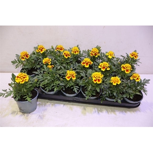 Tag Le Marvel Ii Yel