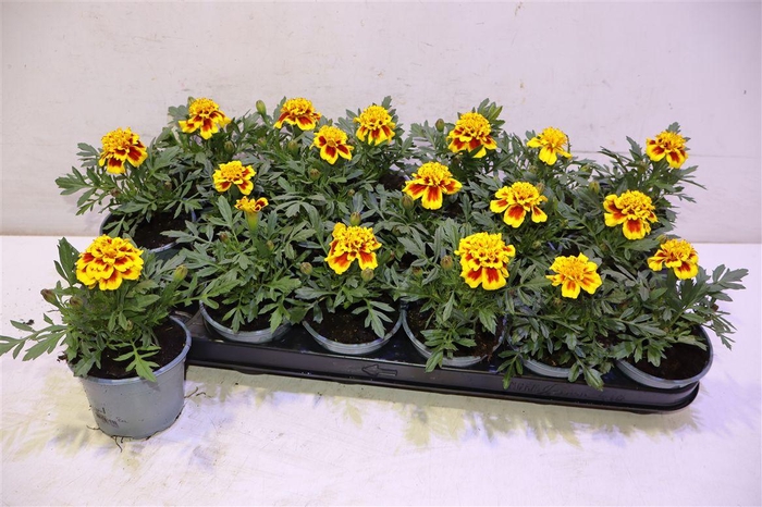 <h4>Tag Le Marvel Ii Yel</h4>