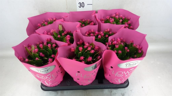 <h4>Schlumbergera ...</h4>