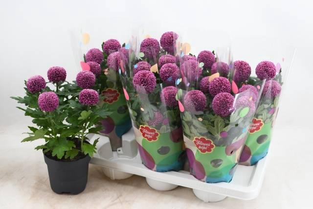 <h4>CHRYS FP PURPLE</h4>