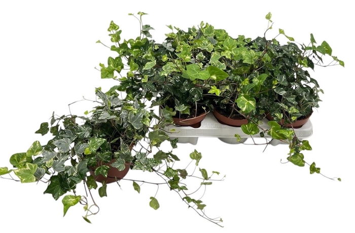 <h4>HED HE KOLIBRI</h4>