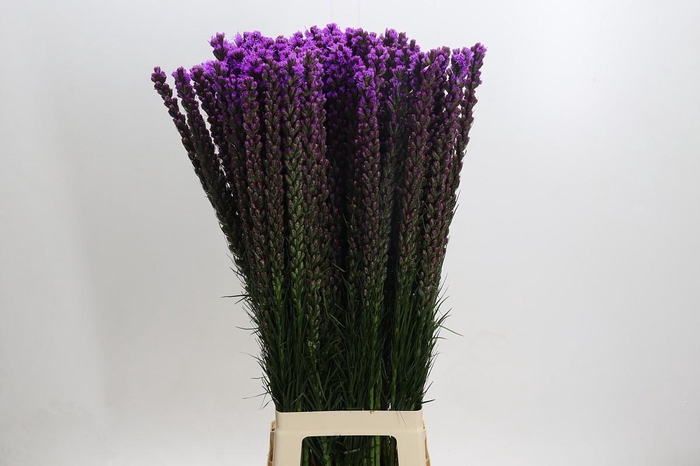 <h4>Liatris Callilepis</h4>