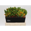 Ornithogalum Dubium Sunshine
