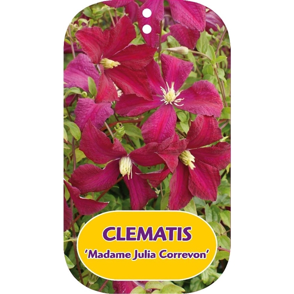 <h4>Clematis 'Madame Julia Correvon'</h4>