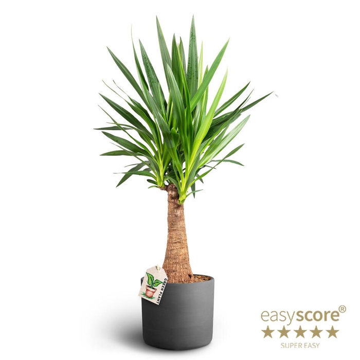 <h4>YUCCA ELEPHANTIPES p26</h4>