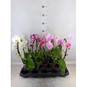 Phalaenopsis   ...mix