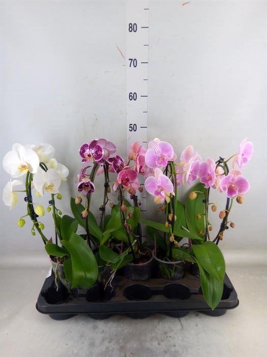 <h4>Phalaenopsis   ...mix</h4>