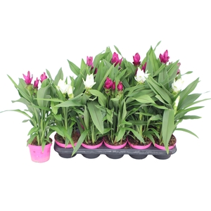 Curcuma 12cm - mix 2 kleuren