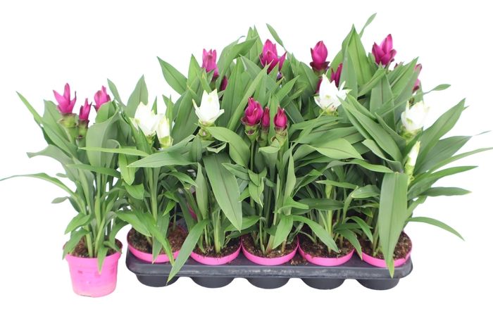 <h4>Curcuma 12cm - mix 2 kleuren</h4>