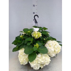 Hydrangea mac. 'Hi White Sun'