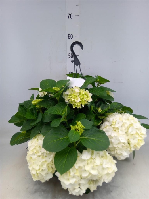 <h4>Hydrangea mac. 'Hi White Sun'</h4>