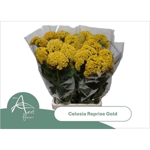 CEL C REPRISE GOLD